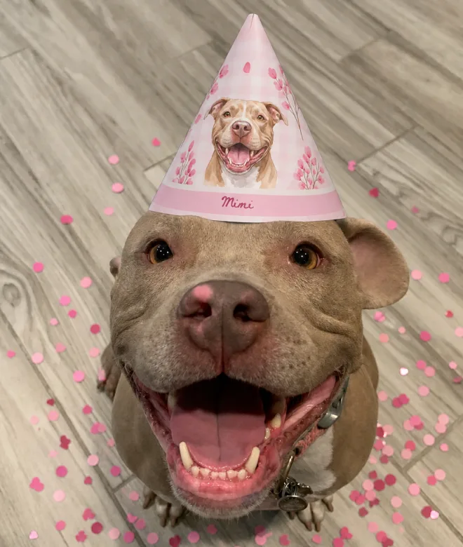Mimi the dog's 3rd birthday paw-ty